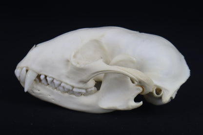 Craft Raccoon Skull