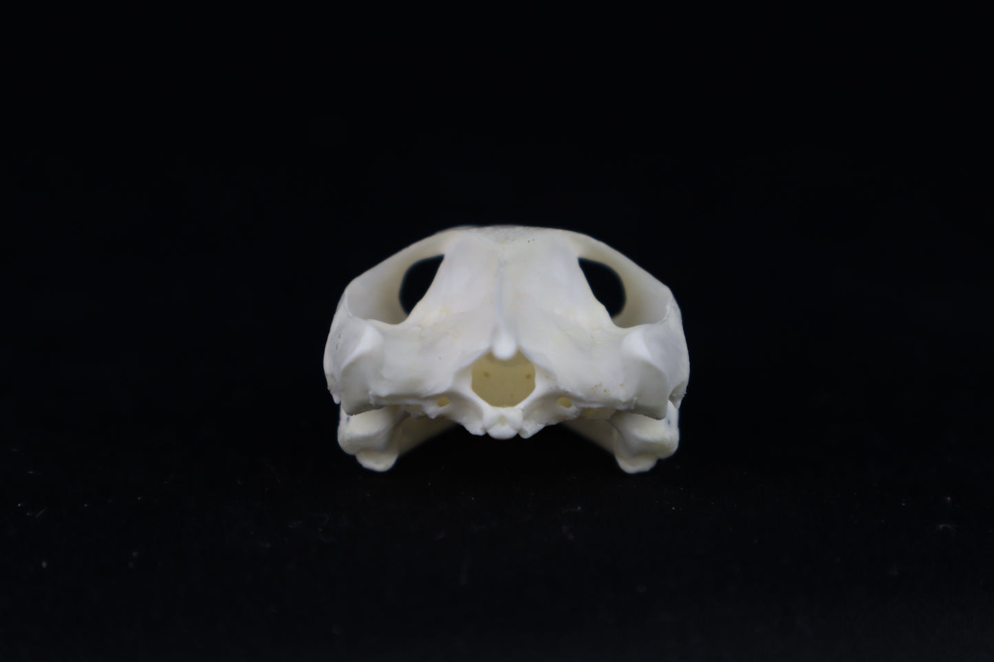 Red Eared Slider Turtle Skull