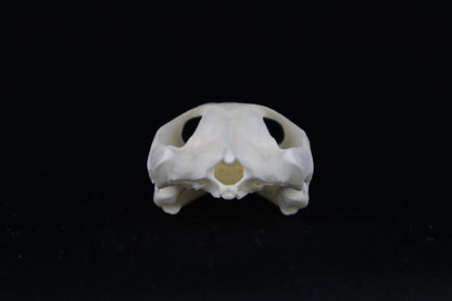 Red Eared Slider Turtle Skull