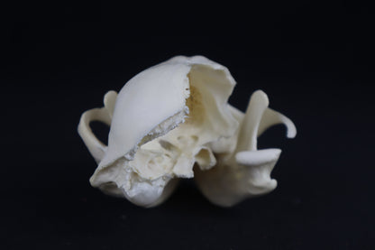 Craft Raccoon Skull