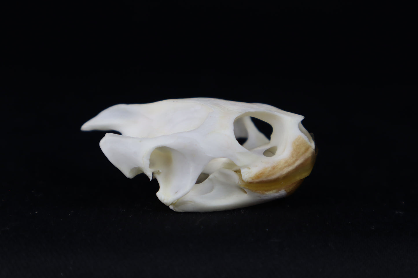 Red Eared Slider Turtle Skull