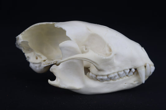 Craft Raccoon Skull