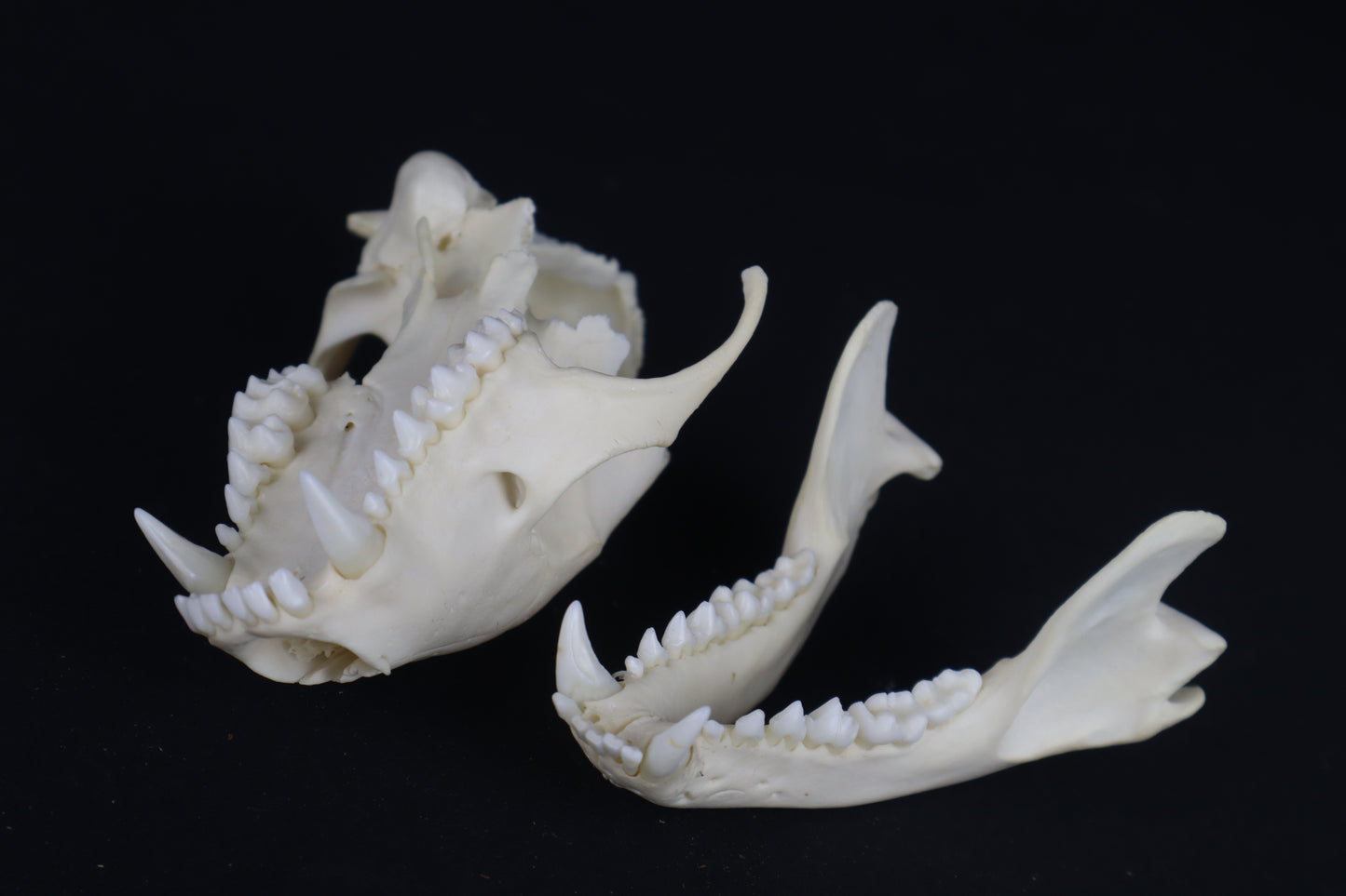 Craft Raccoon Skull