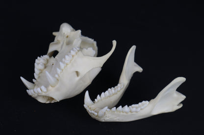 Craft Raccoon Skull