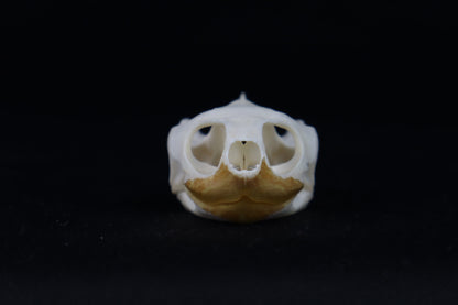 Red Eared Slider Turtle Skull