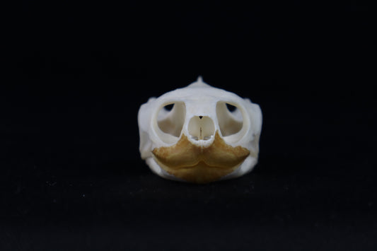 Red Eared Slider Turtle Skull