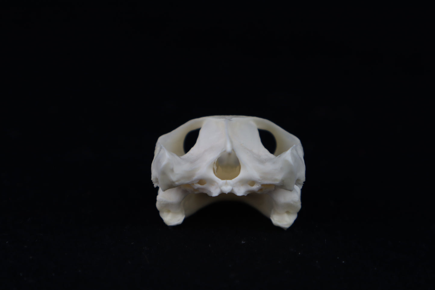 Red Eared Slider Turtle Skull