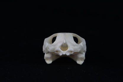 Red Eared Slider Turtle Skull