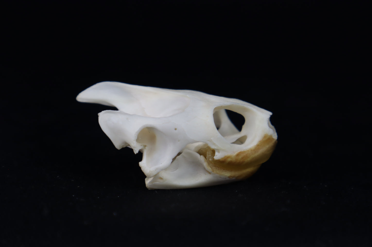 Red Eared Slider Turtle Skull