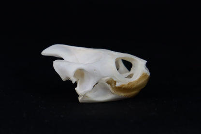 Red Eared Slider Turtle Skull