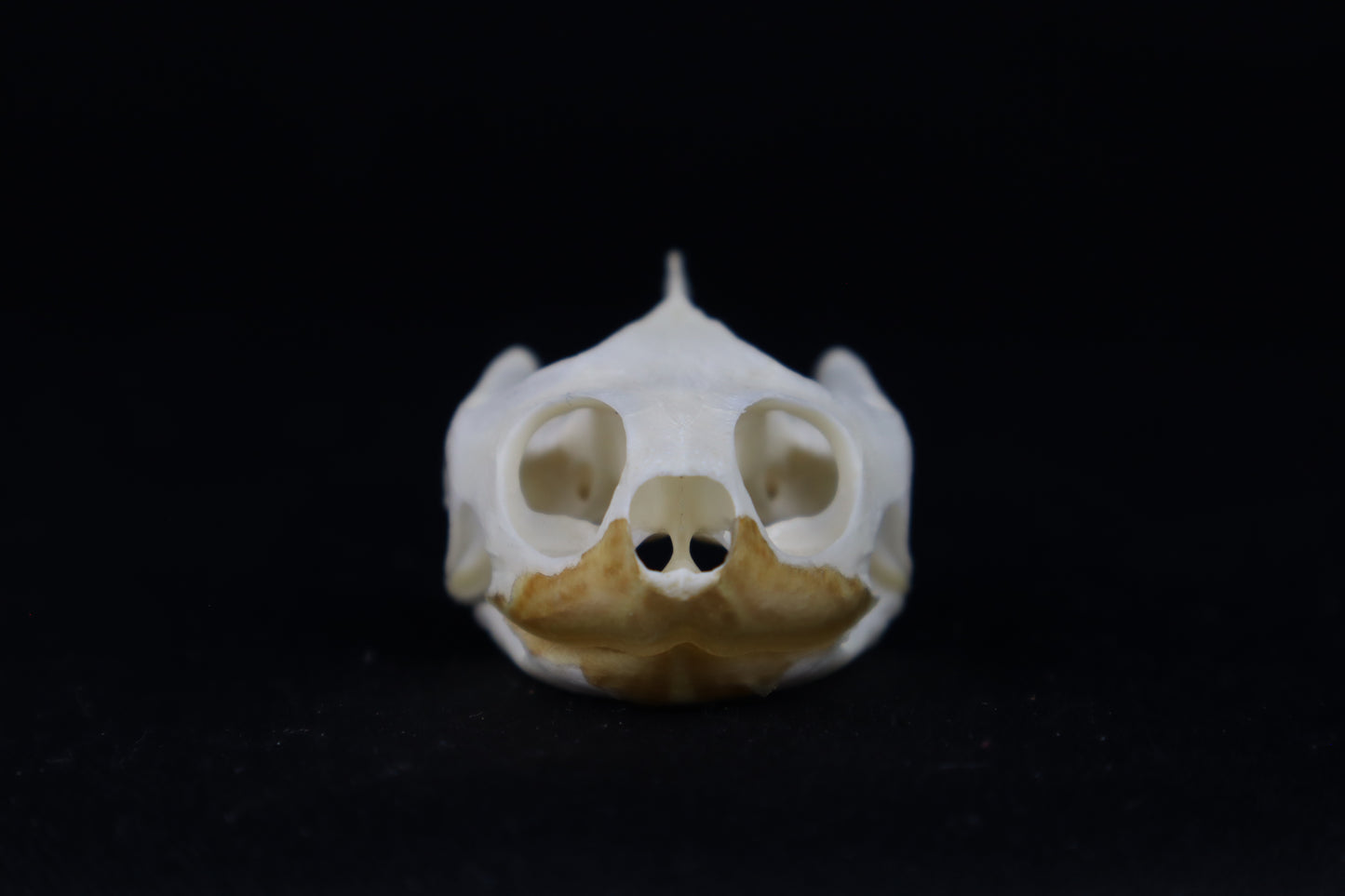 Red Eared Slider Turtle Skull