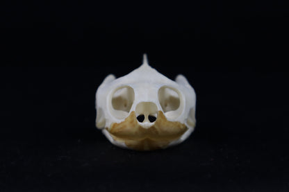 Red Eared Slider Turtle Skull