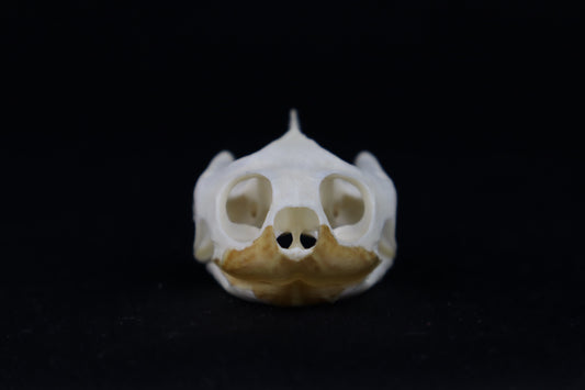 Red Eared Slider Turtle Skull
