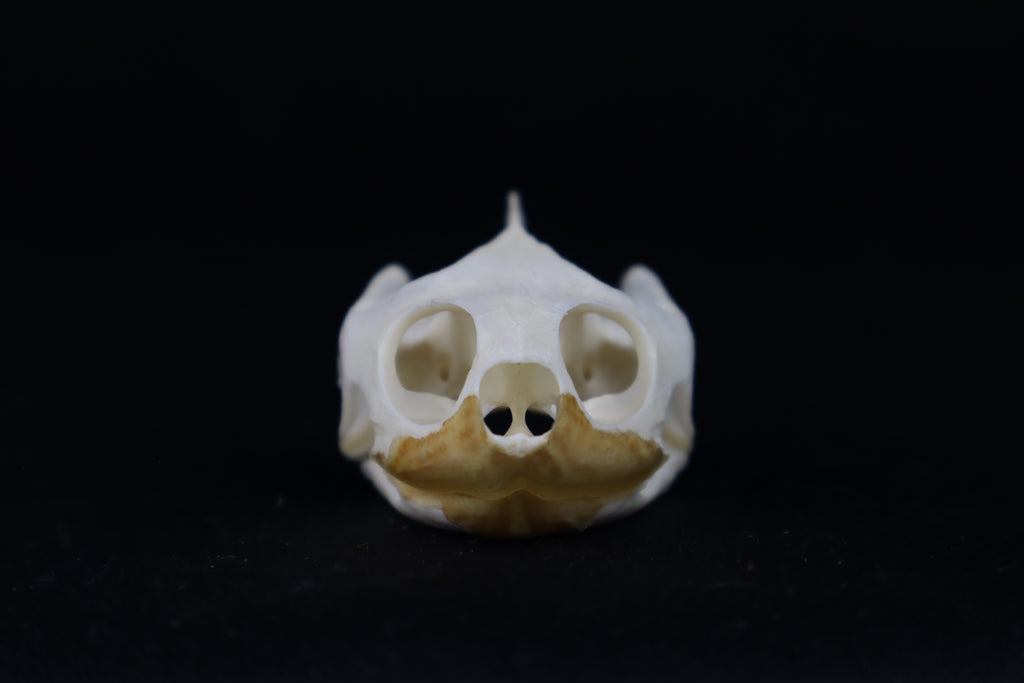 Red Eared Slider Turtle Skull