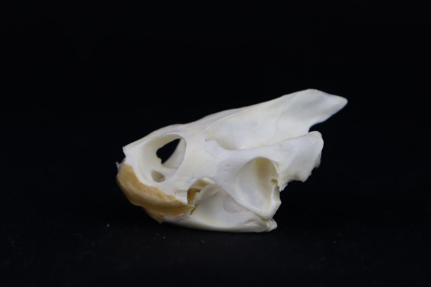 Red Eared Slider Turtle Skull