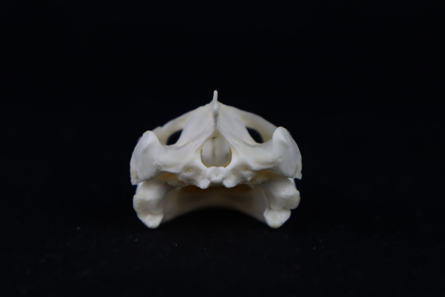 Red Eared Slider Turtle Skull