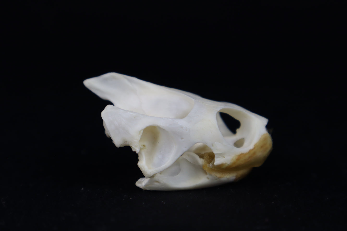 Red Eared Slider Turtle Skull