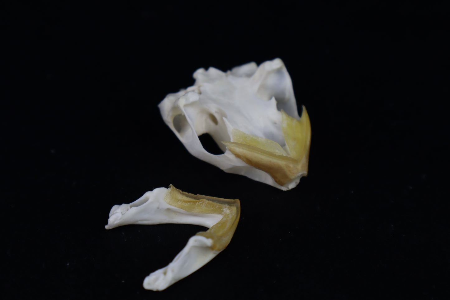 Red Eared Slider Turtle Skull