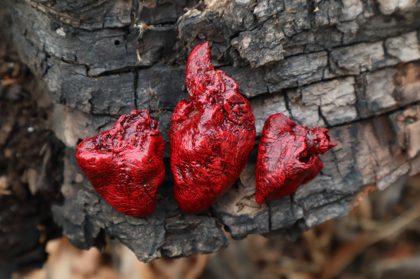 Dry Preserved Chicken Heart
