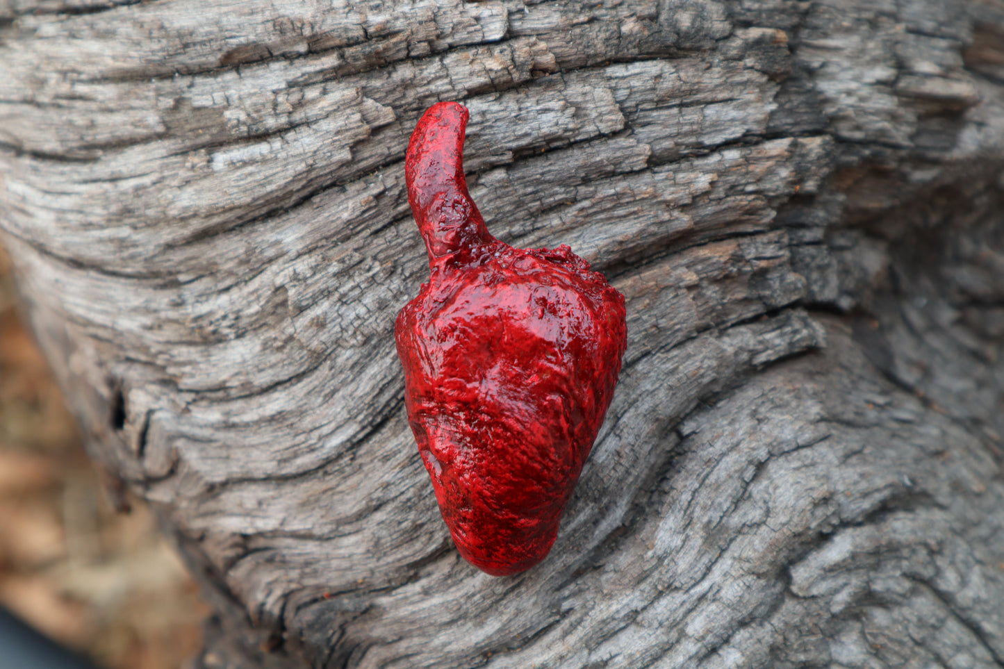 Dry Preserved Chicken Heart