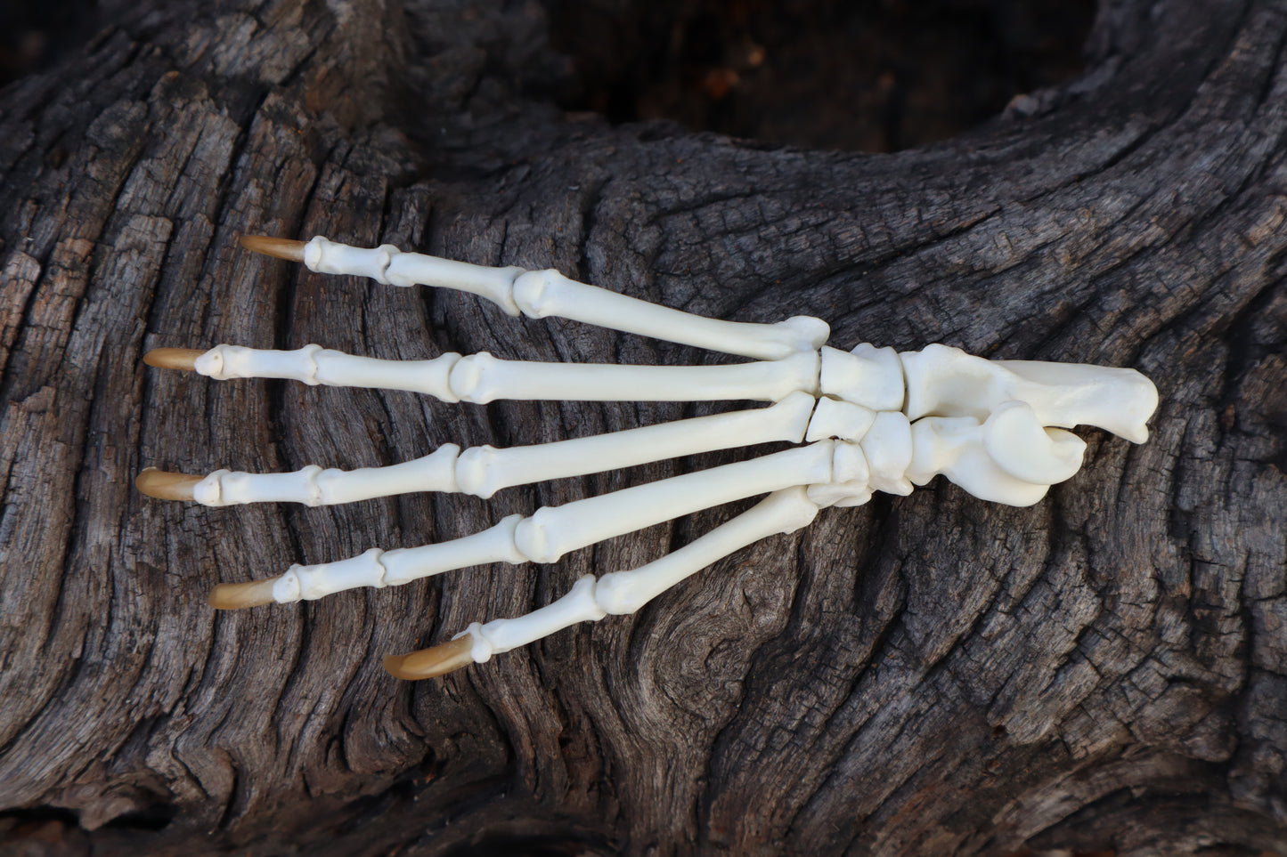 Raccoon Paw Articulation