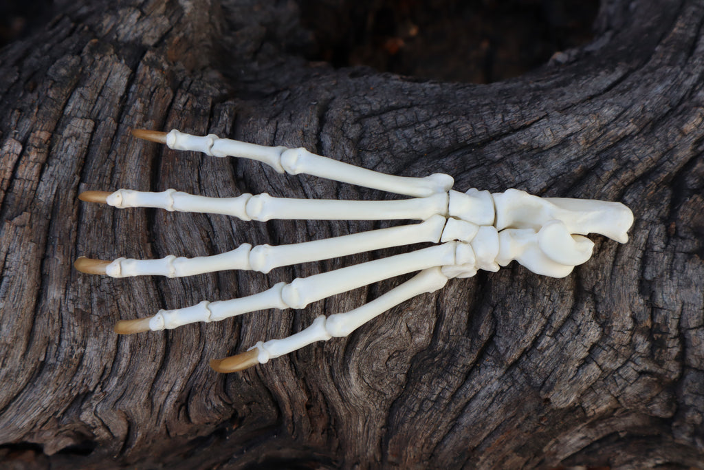 Raccoon Paw Articulation