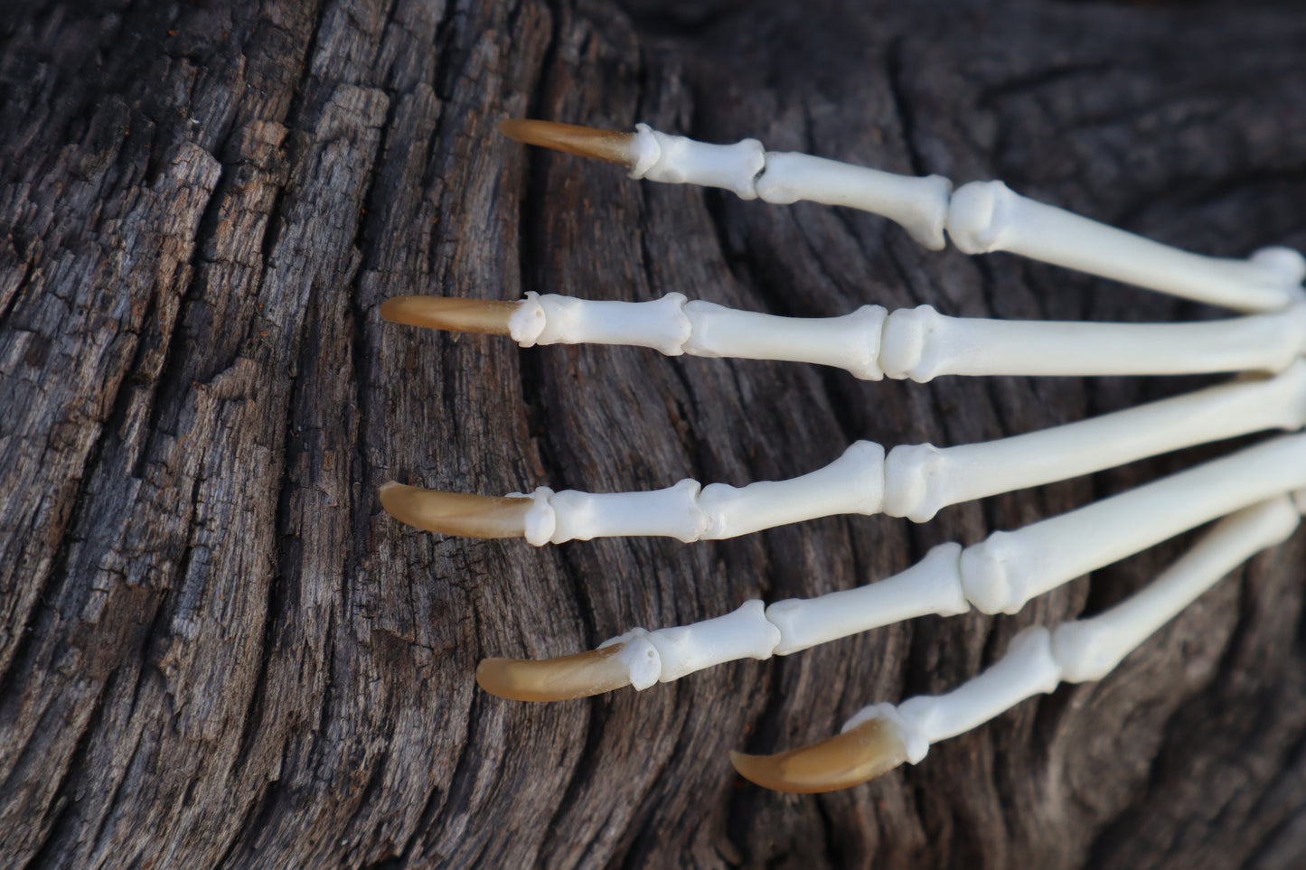Raccoon Paw Articulation