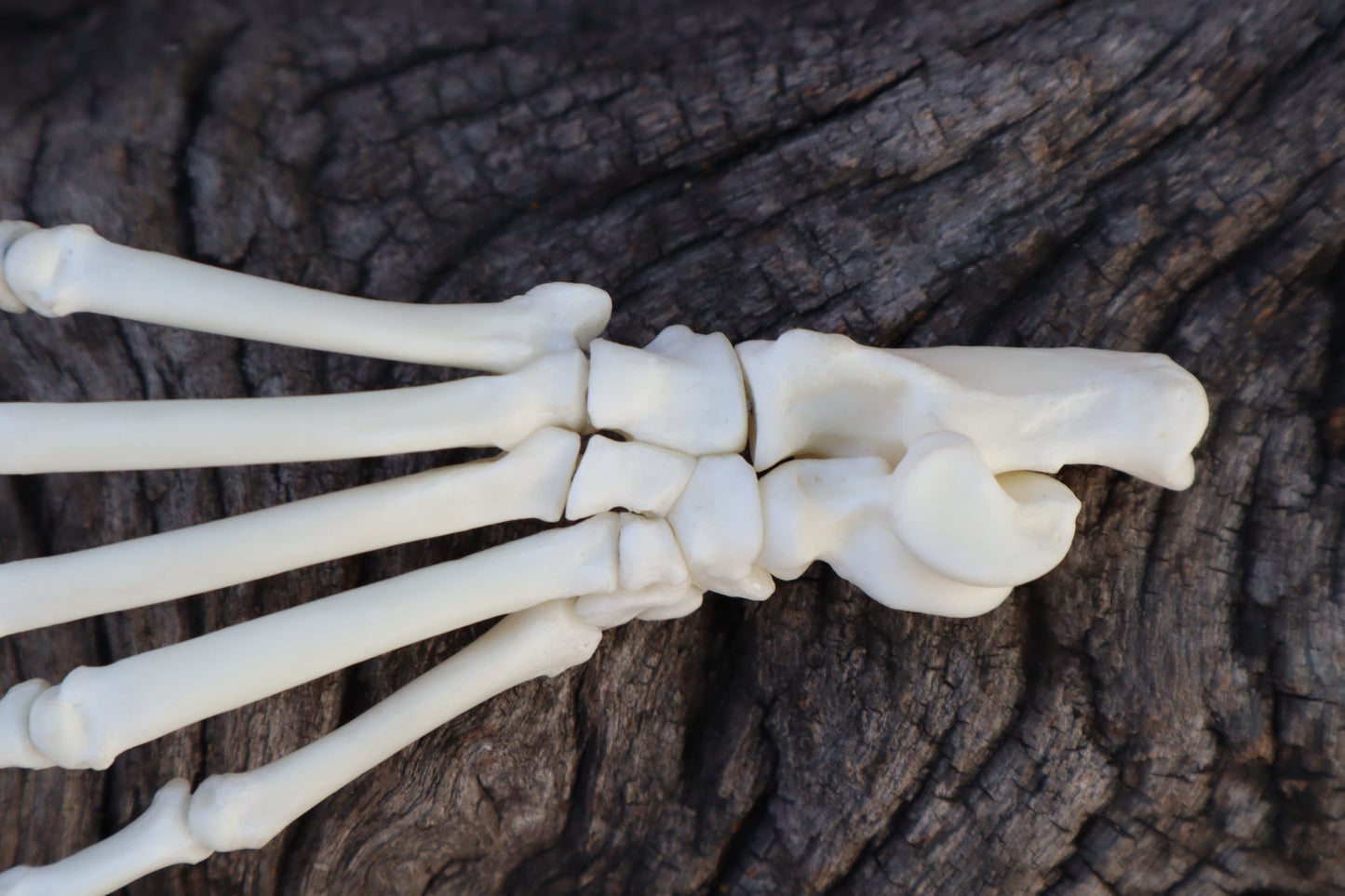 Raccoon Paw Articulation