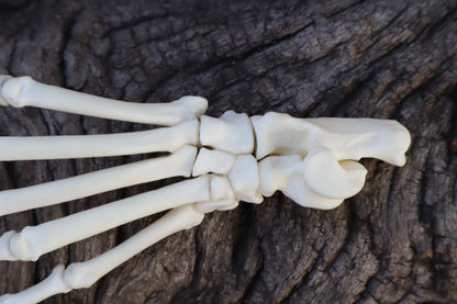 Raccoon Paw Articulation