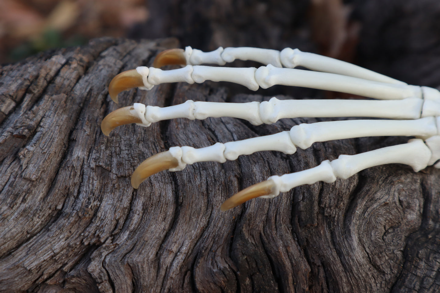 Raccoon Paw Articulation