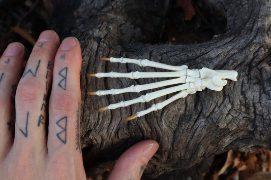 Raccoon Paw Articulation