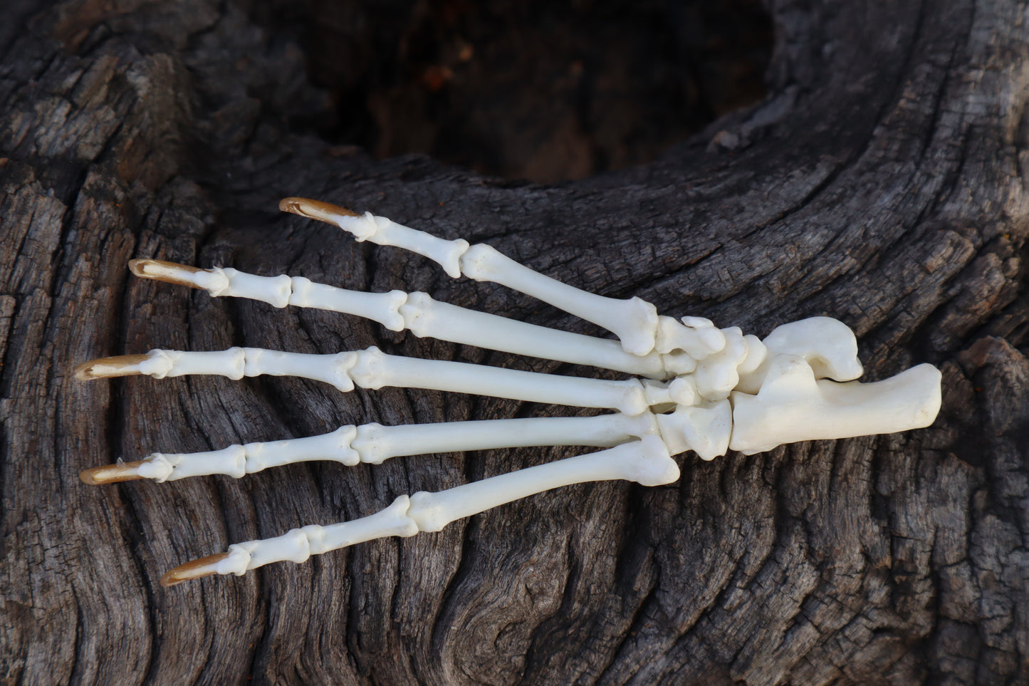 Raccoon Paw Articulation