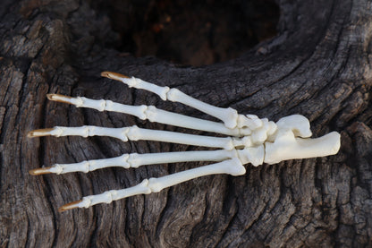 Raccoon Paw Articulation