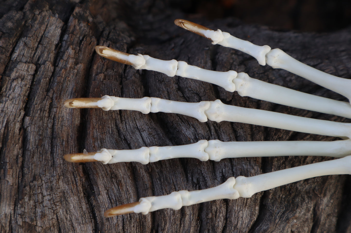 Raccoon Paw Articulation