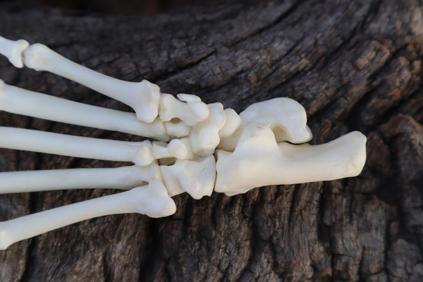 Raccoon Paw Articulation