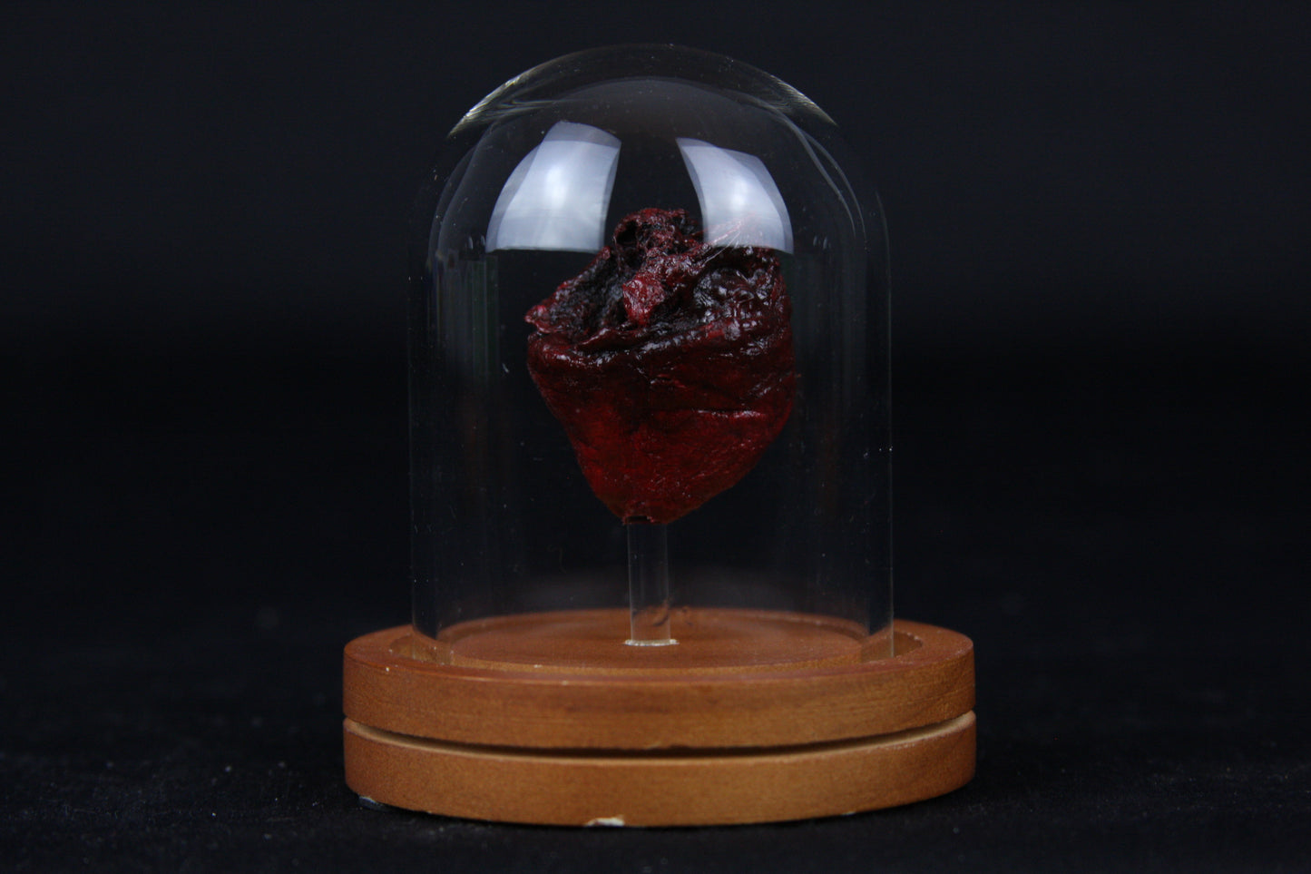 Baby Goat Heart Dome