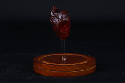 Red Fox Heart Dome