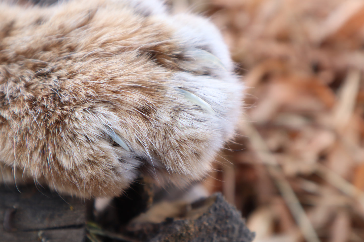 Damascus Bobcat Paw Athame