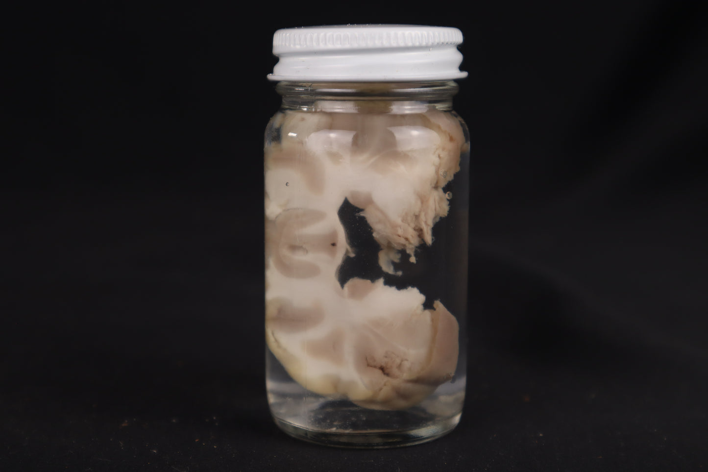 Goat Brain Slice Wet Specimen