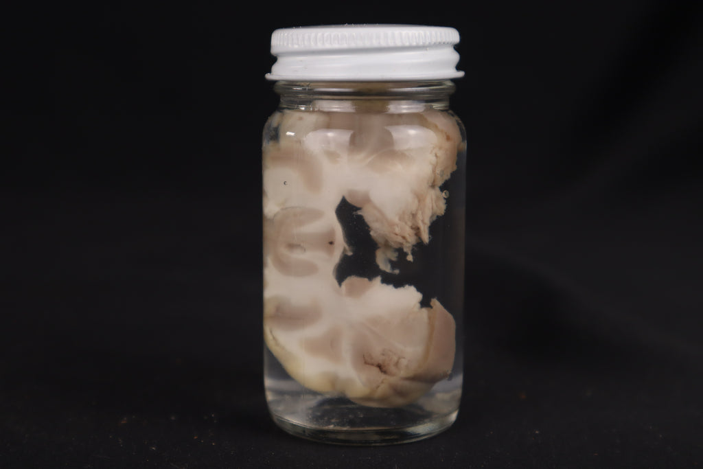 Goat Brain Slice Wet Specimen
