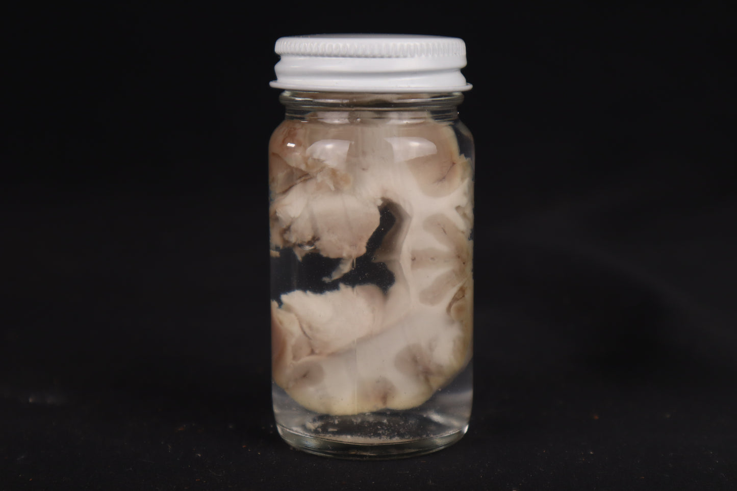 Goat Brain Slice Wet Specimen
