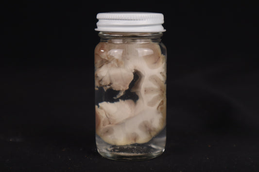 Goat Brain Slice Wet Specimen