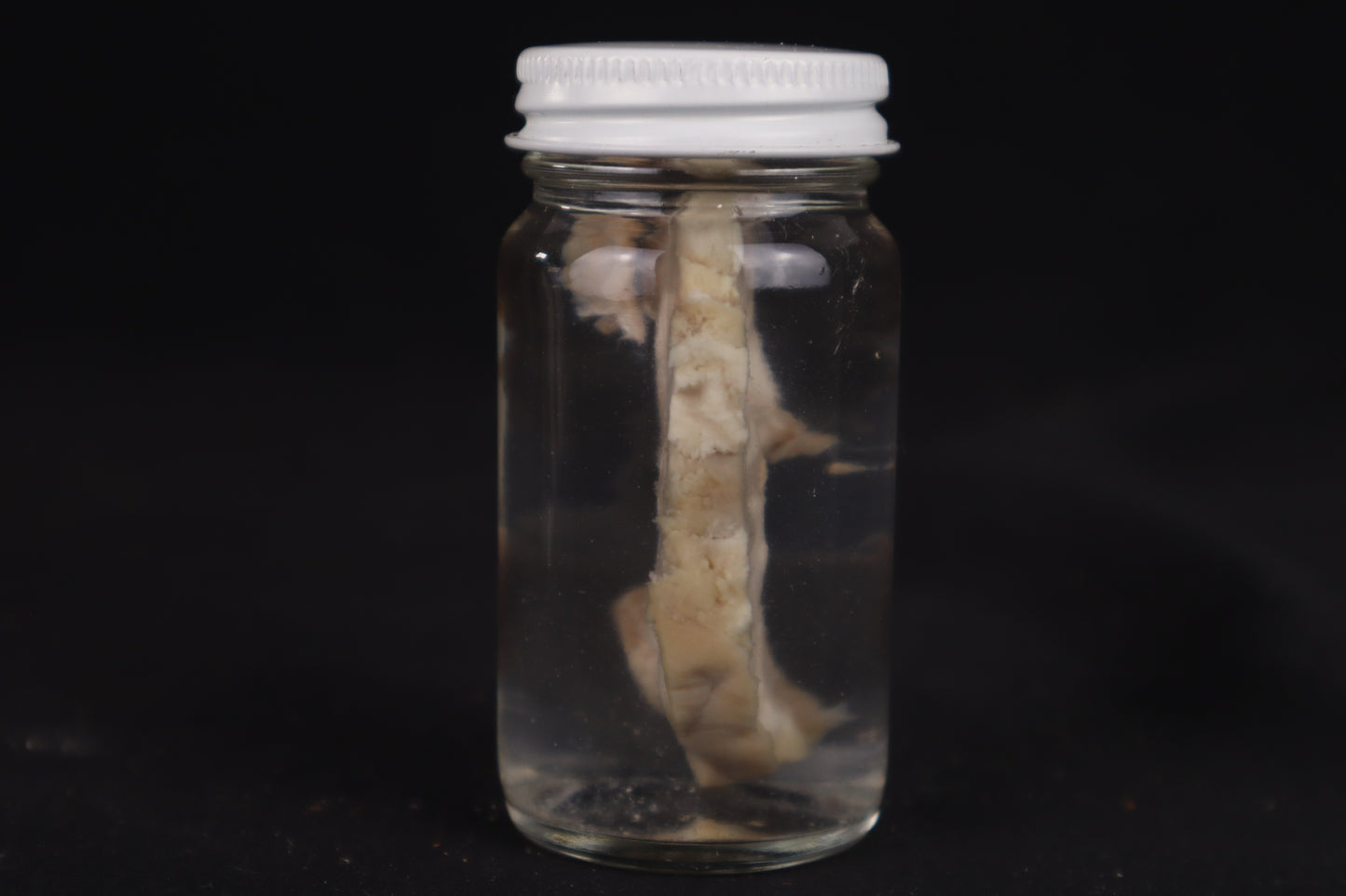 Goat Brain Slice Wet Specimen