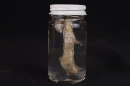 Goat Brain Slice Wet Specimen