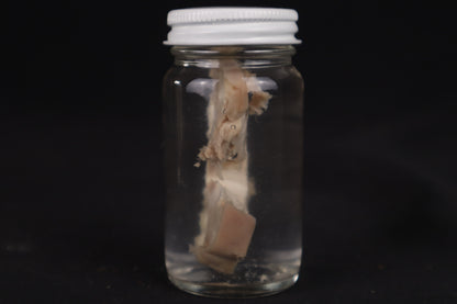 Goat Brain Slice Wet Specimen