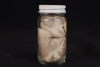 Goat Brain Slice Wet Specimen