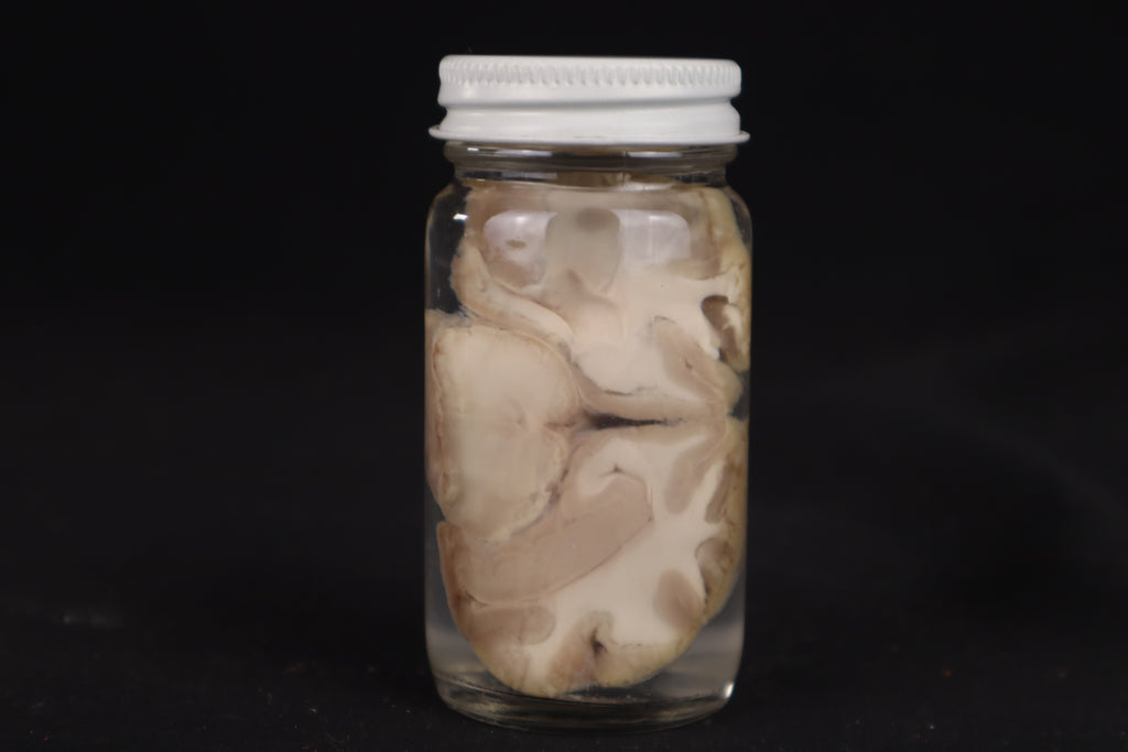 Goat Brain Slice Wet Specimen