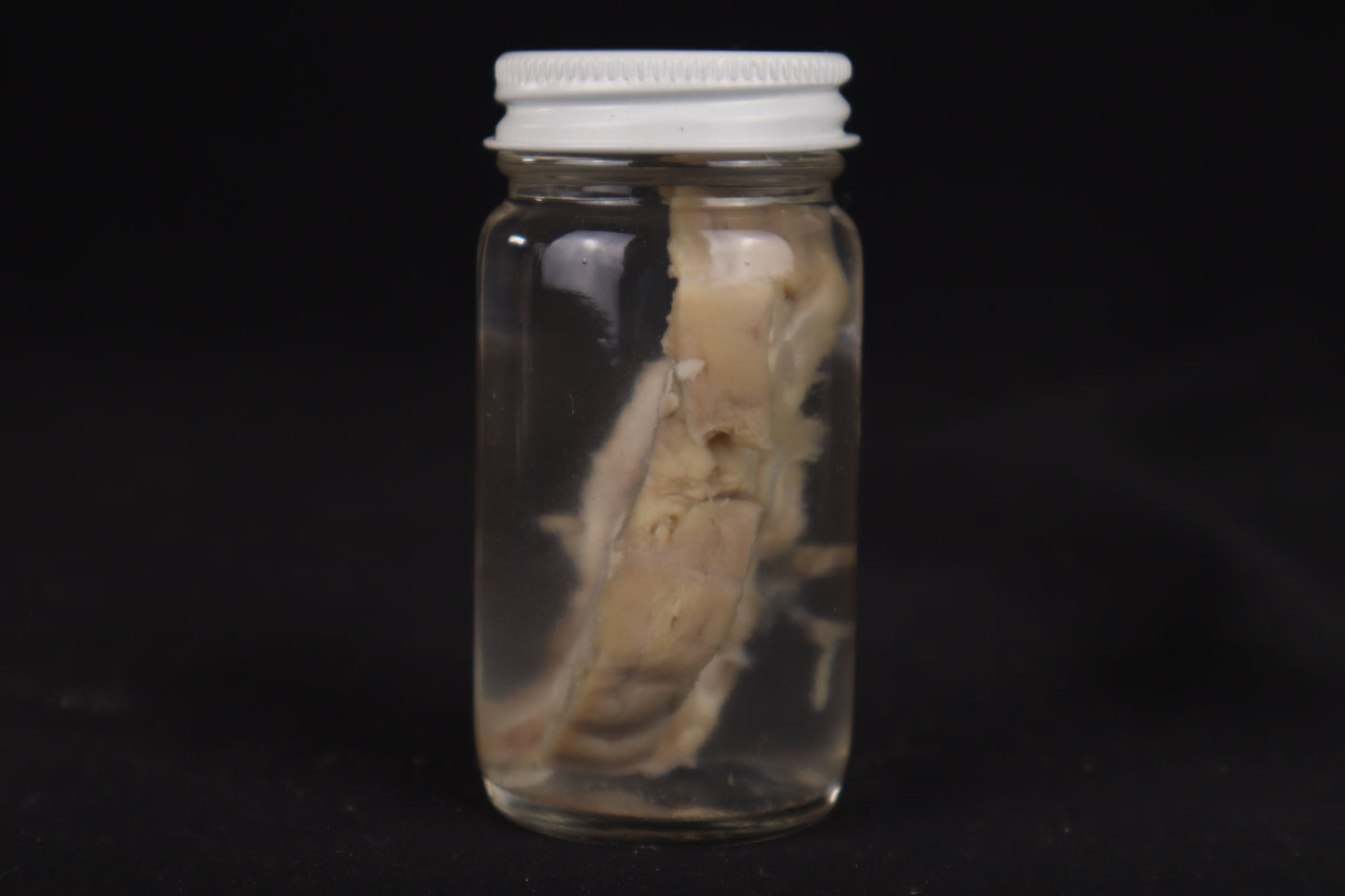 Goat Brain Slice Wet Specimen