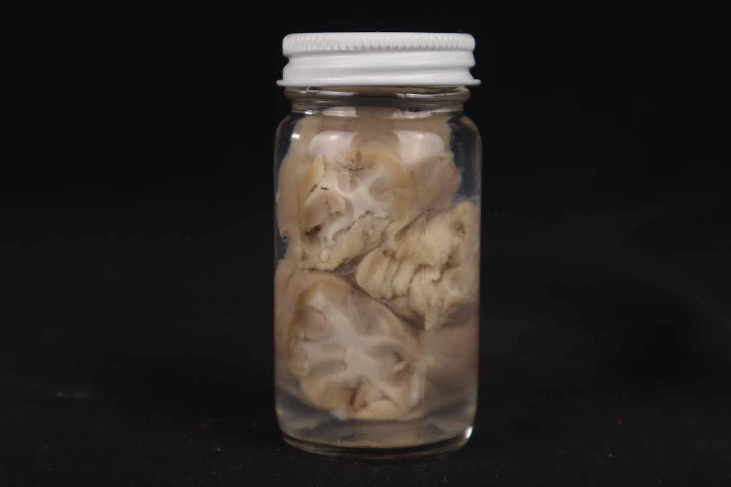 Goat Brain Slice Wet Specimen