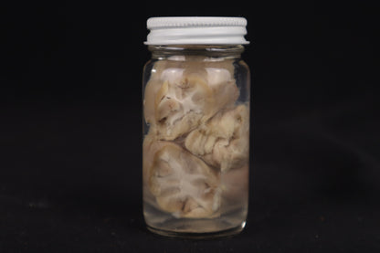 Goat Brain Slice Wet Specimen